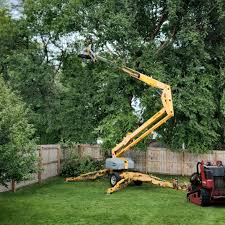 How Our Tree Care Process Works  in  Mountain View, NC