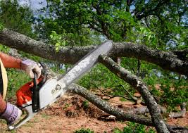 Best Tree Trimming and Pruning  in Mountain View, NC