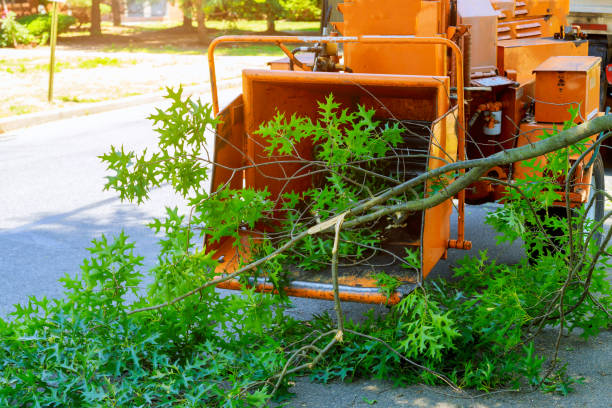 Best Leaf Removal  in Mountain View, NC