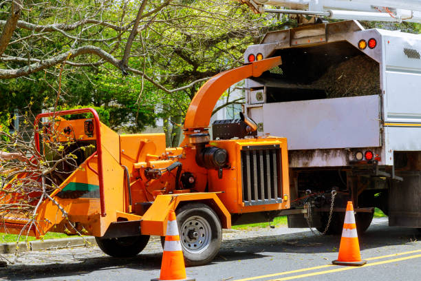 Best Seasonal Cleanup (Spring/Fall)  in Mountain View, NC