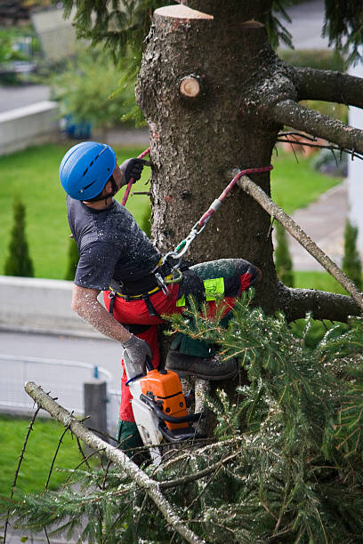 Best Palm Tree Trimming  in Mountain View, NC