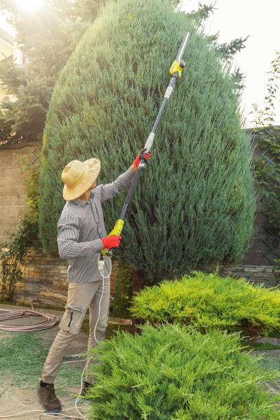 Best Commercial Tree Services  in Mountain View, NC